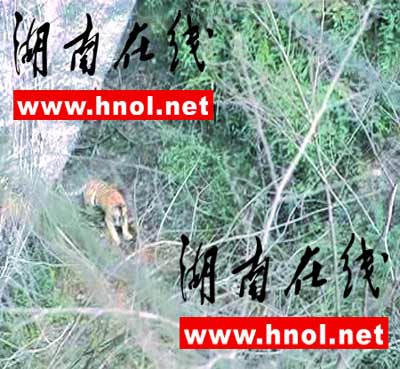 湖南省林業廳：平江疑似華南虎錄像系造假