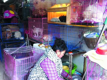 青島年末動物寄養火爆一籠難求 空運寵物成新財路 青島年末動物寄養火爆一籠難求 空運寵物成新財路