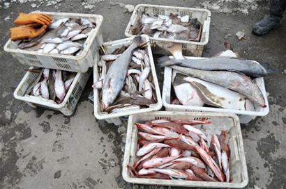 青島船老大萬斤魚1小時內被搶光 忙半月反賠5000元