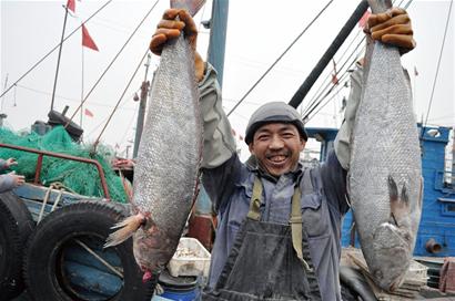 青島船老大萬斤魚1小時內被搶光 忙半月反賠5000元