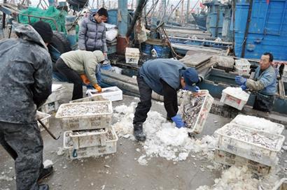 青島船老大萬斤魚1小時內被搶光 忙半月反賠5000元