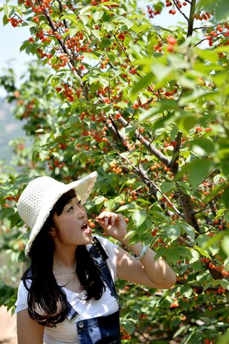 城陽夏莊櫻桃節開幕 每位30元無限量采摘