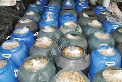60多桶還在工業檸檬酸和鹽水中浸泡的金針菇