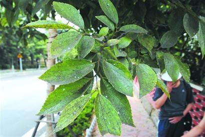 八大關滿街飄蚜蟲雨 惡心黑色物愁壞居民(