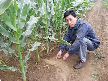 青島兩月降水僅16.5毫米 郊區作物枯死山區飲水難