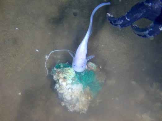 蛟龍號在7062米海底發現多種生物