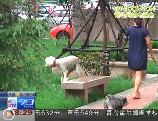 一層居民養10只狗