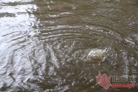 臨沂暴雨街道成河 公交積水市民駕充氣船出門