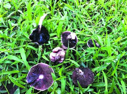 青島雨后草地冒出蘑菇市民燉湯喝 多數無毒但不宜吃