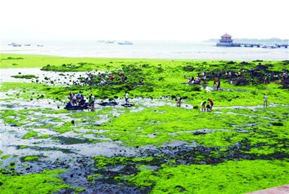 青島棧橋東側海邊再現成片滸苔 似廣袤草原
