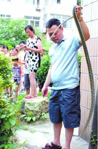 圖示青島常見(jiàn)4種蛇 蝮蛇堪稱蛇王被咬流黑血