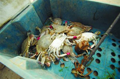 青島碼頭新鮮海捕蟹由養殖蟹冒充成潛規則 全是空殼一殼水