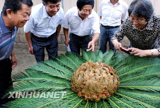 青島一鐵樹開花結滿果實