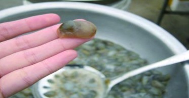 青島四小海鮮:泥螞海沙子末貨蠔艮 市場(chǎng)已難見(jiàn)