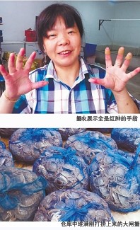 陽澄湖大閘蟹開湖:吐沙吐一天 蟹商幾小時賣數千斤