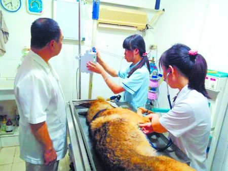 8月11日，搶救中的警犬“雷鳴”