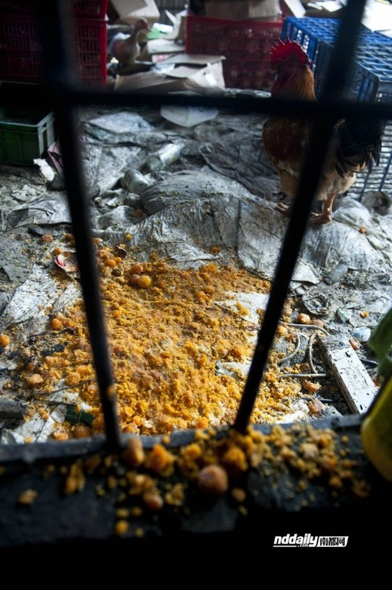 月餅黑作坊環境觸目驚心:油桶漂死老鼠蛋黃發霉