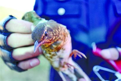 執法人員拆21張網救下10只野生鳥 眼神悲涼