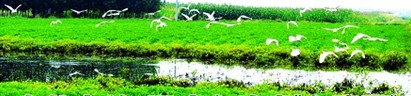 青島平度白埠變白鷺園 水草豐美數百白鷺齊飛翔