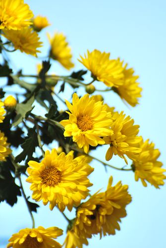 青島中山公園30萬盆菊花爭奇斗艷