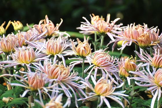 青島中山公園30萬盆菊花爭奇斗艷