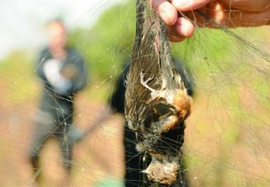 百只小鳥慘死絕戶網 網眼僅小指粗蜜蜂逃不掉