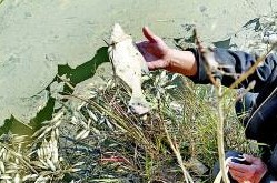 20畝魚塘幾萬條魚突然死亡 養殖戶懷疑投毒