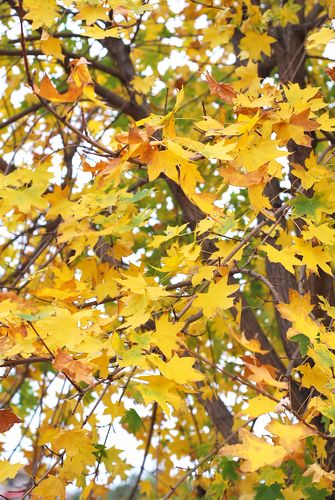 八大關葉色醉人:數樹深紅出淺黃