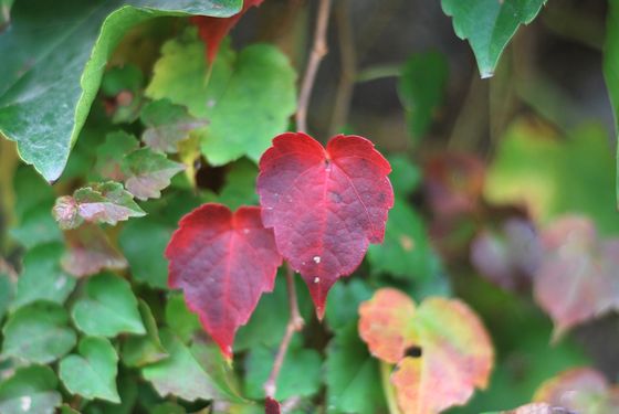 八大關葉色醉人:數樹深紅出淺黃