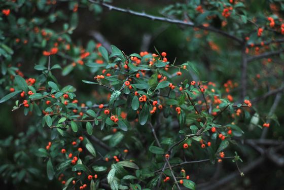 八大關葉色醉人:數樹深紅出淺黃