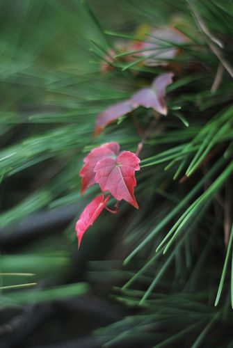 八大關葉色醉人:數樹深紅出淺黃