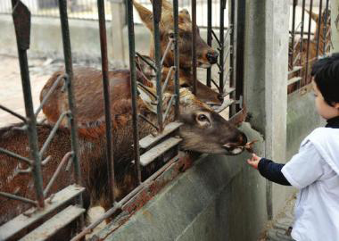  11月2日，成都市動物園里，一名游客喂養鹿群。