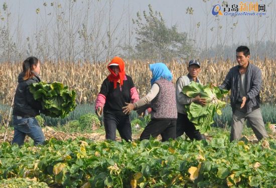 平度白菜豐收銷售遇冷:全民總動員拯救菜賤傷農