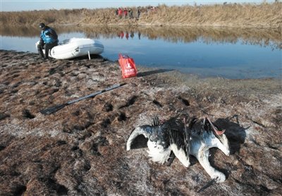 天津中毒死亡白鸛增至21只 發現3處人造毒池