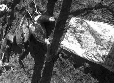 絕美東方白鸛慘死變盤中餐 職業殺手一路投毒