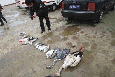河北唐山發生群鳥死亡事件 有中毒跡象(組圖)