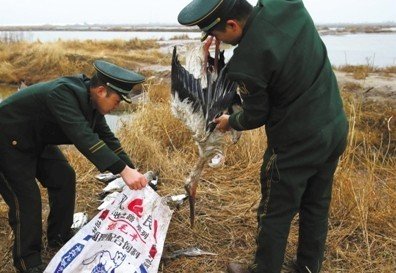 河北唐山發生群鳥死亡事件 有中毒跡象(組圖)