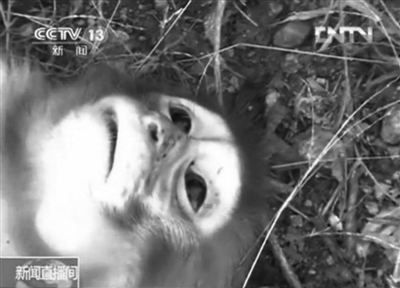 在資溪縣一國有林場，剛剛被槍殺的獼猴。