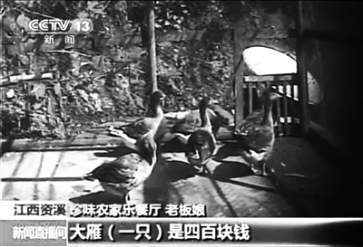 資溪縣珍味農家樂餐廳老板娘介紹，店內大雁一只要四百元。