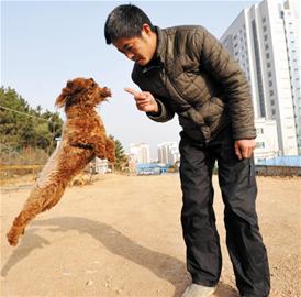 青島訓犬師行業揭秘