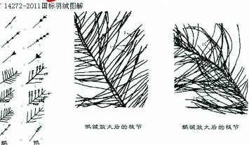 揭羽絨制品內幕 幾塊錢飛絲冒充幾百塊鵝絨