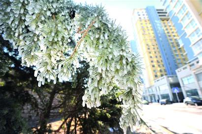 撞斷消防栓路邊噴泉沖高七米 松樹洗澡結冰掛
