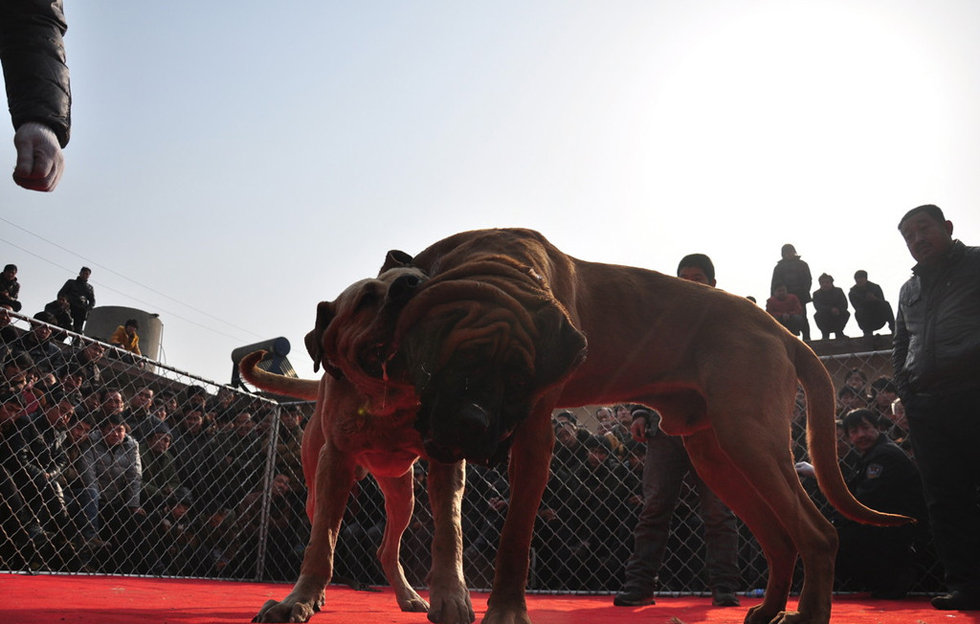 山西舉辦犬王爭霸賽 名犬激烈撲咬血腥十足