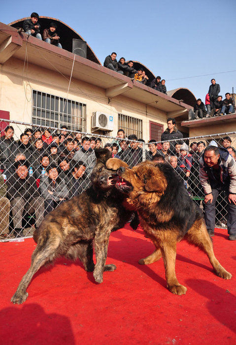 山西舉辦犬王爭霸賽 名犬激烈撲咬血腥十足