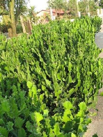 凈化空氣綠植盤點