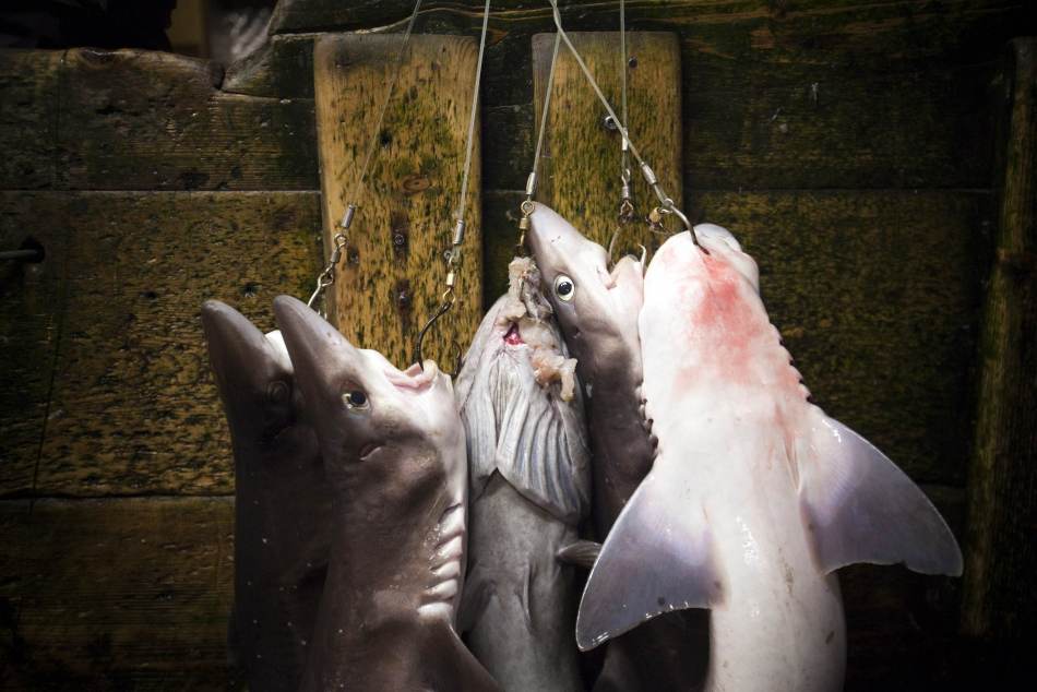 殘忍的魚翅產業