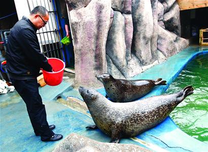 青島海豹明星全國征婚 吃營養魚丸補身體