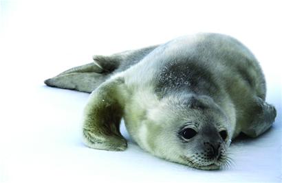 青島海豹明星全國征婚 吃營養魚丸補身體