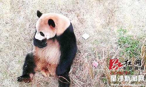 長沙動物園內游客掉錢 熊貓“坐等”失主(圖)