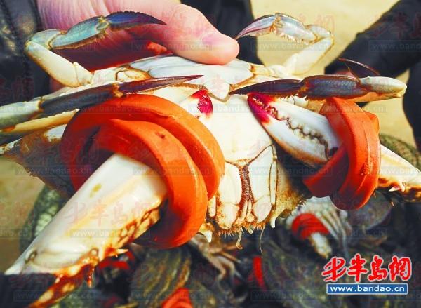 買一斤螃蟹皮筋重半斤 螃蟹綁皮筋成產業